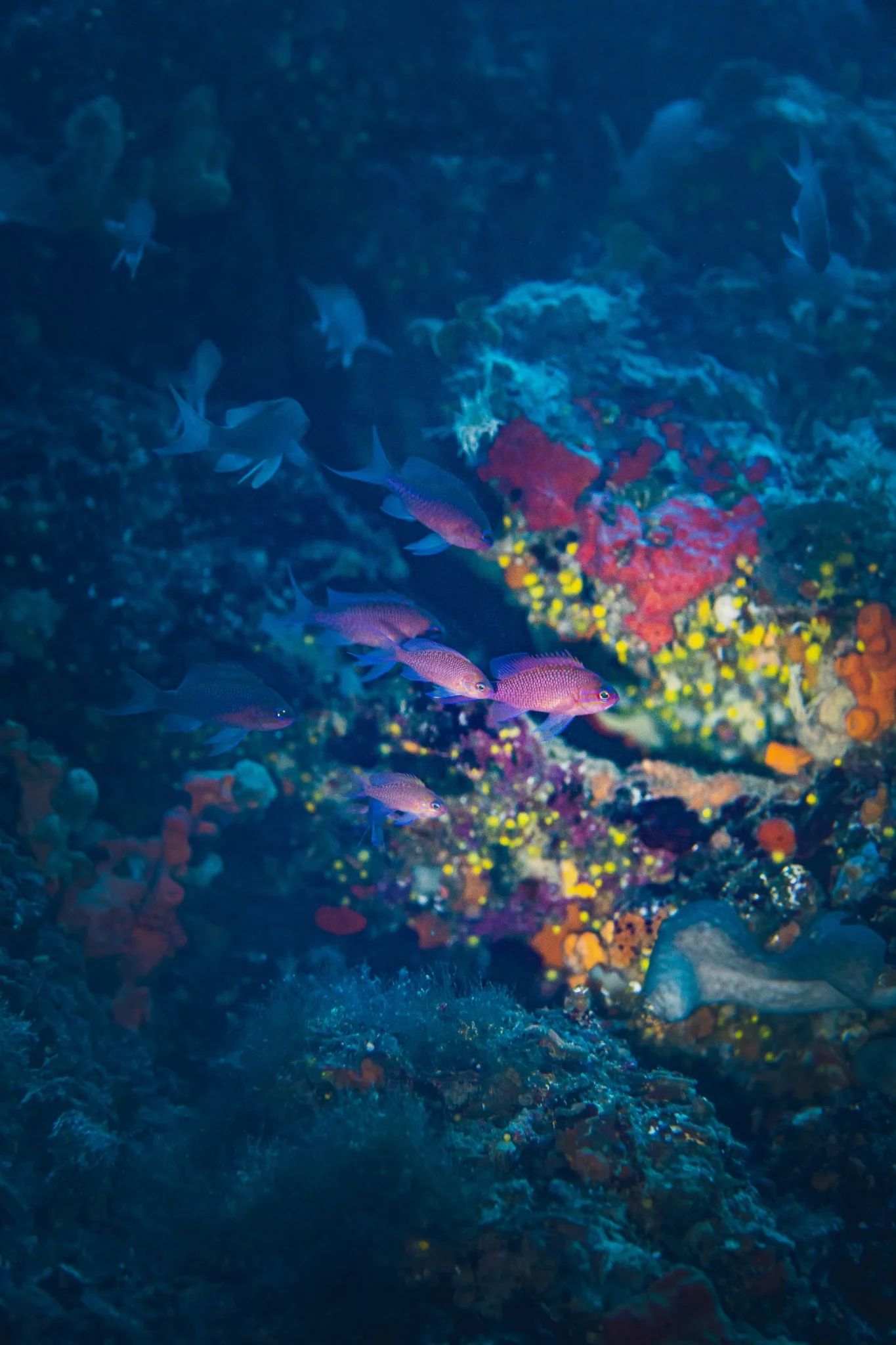 Red Reef — Pia Berčič