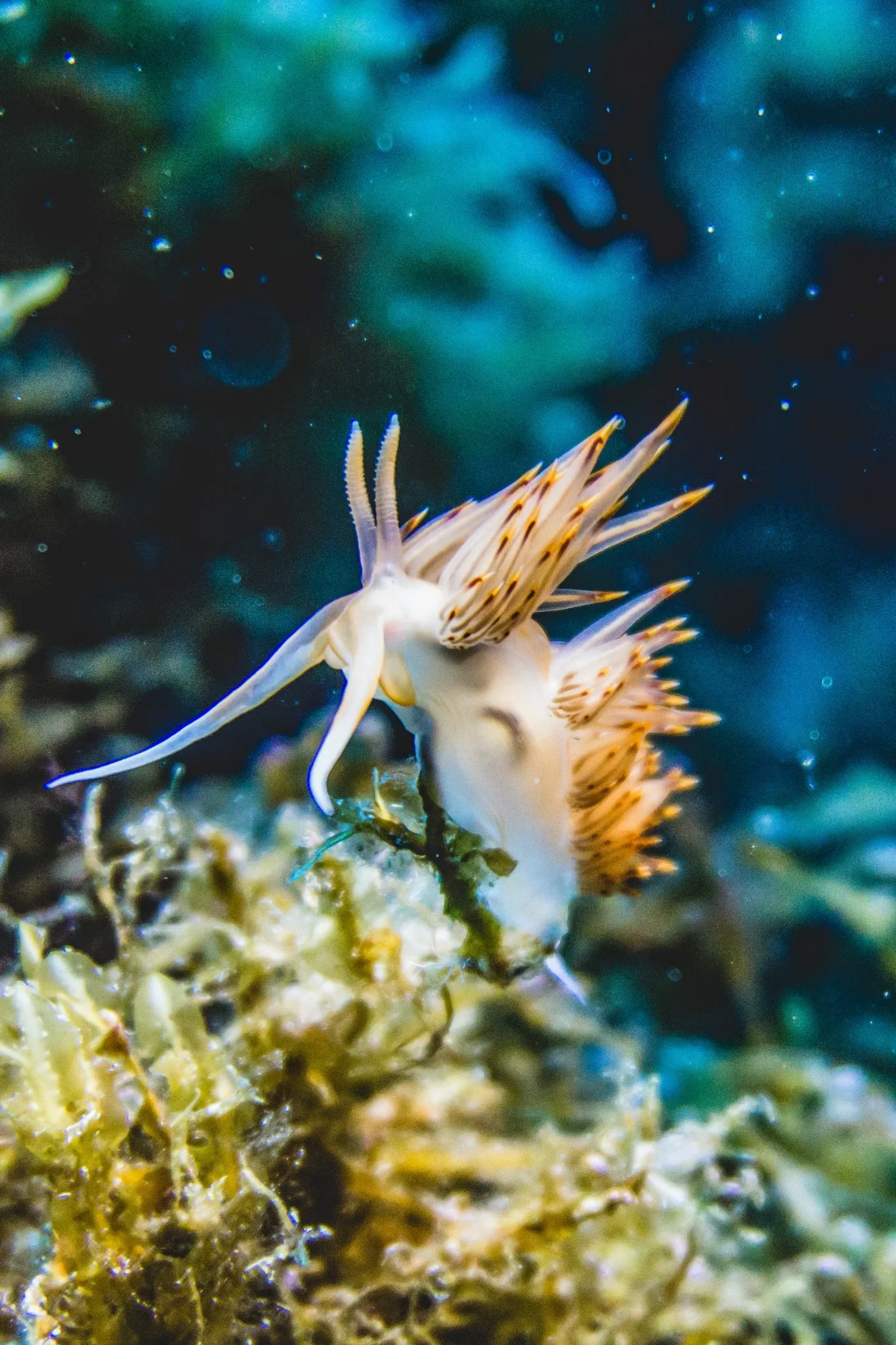 Flabellina — Pia Berčič