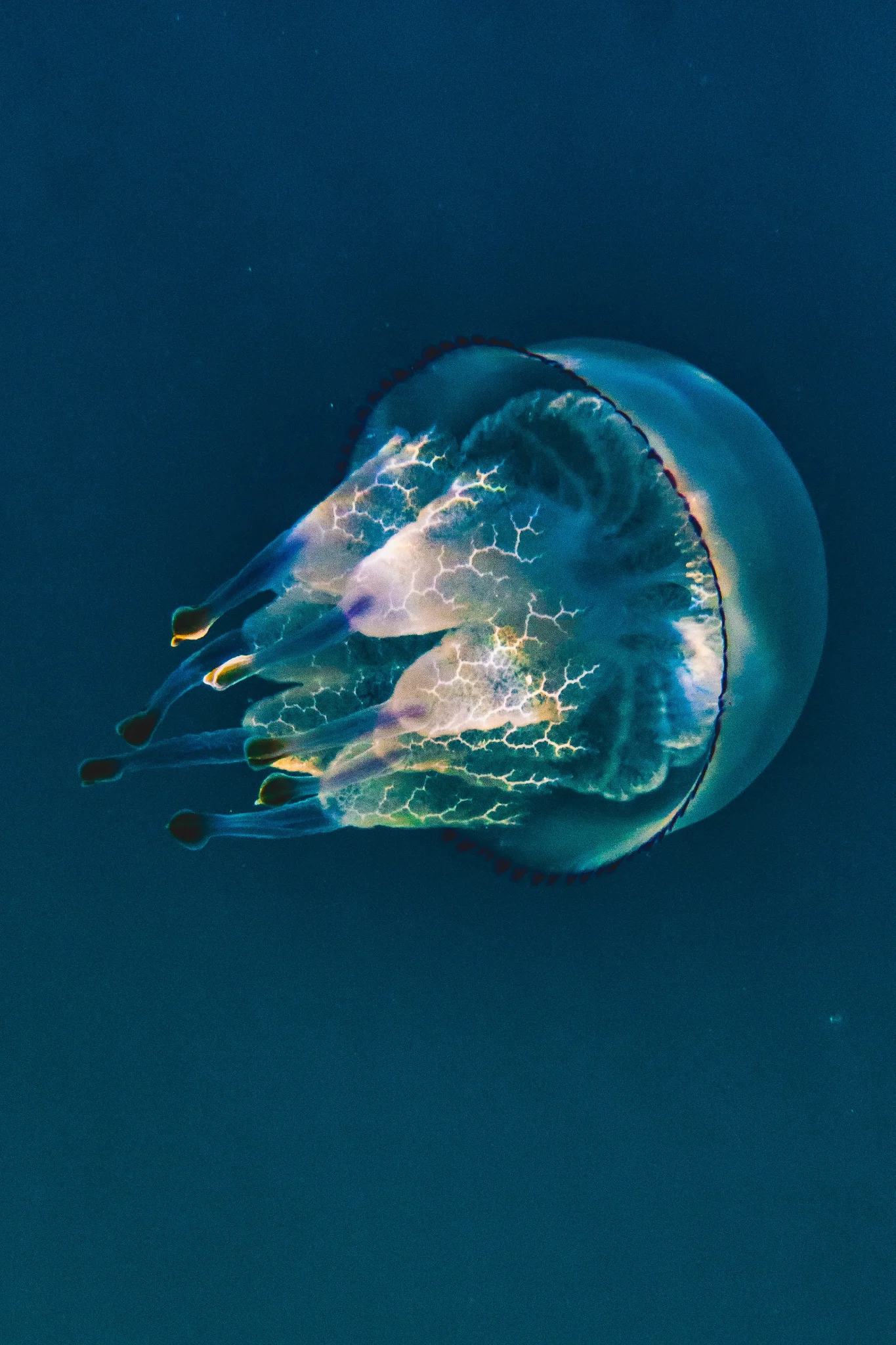 Lantern — Pia Berčič