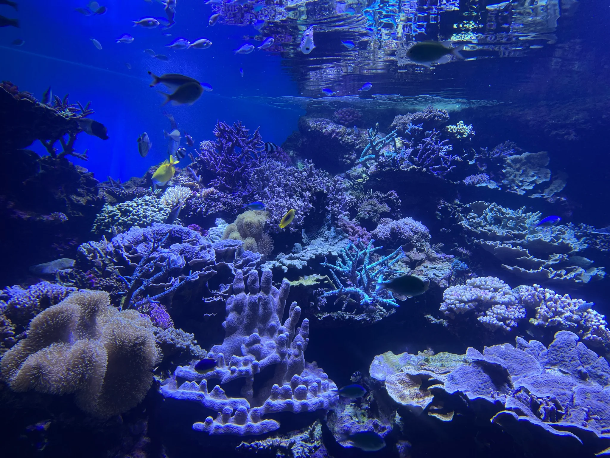Coral Garden — Pia Berčič