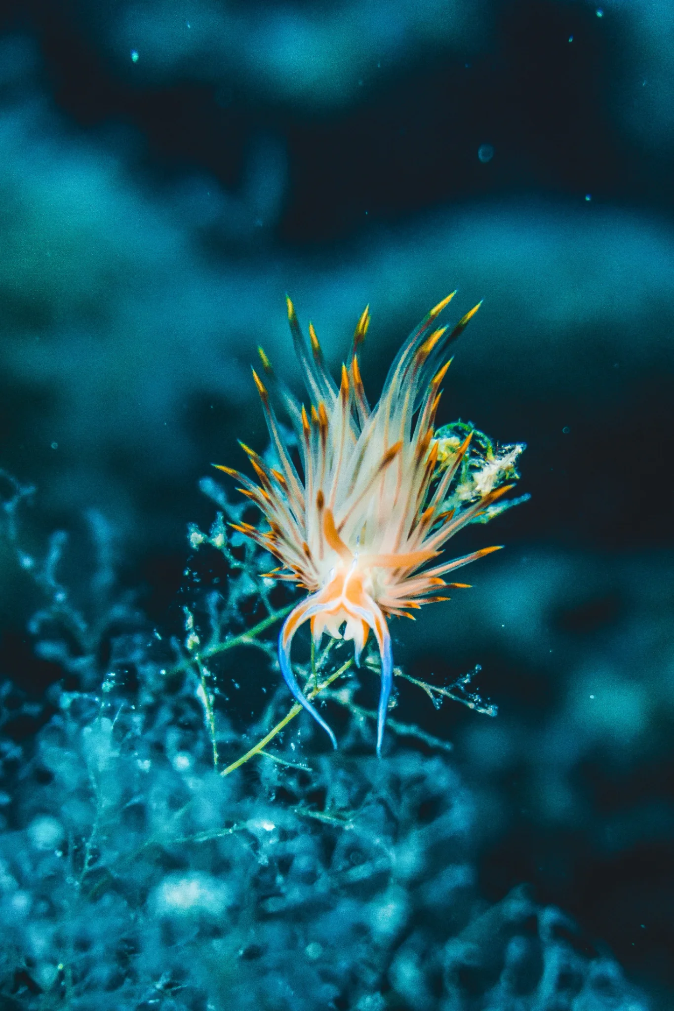 Little Flame — Pia Berčič