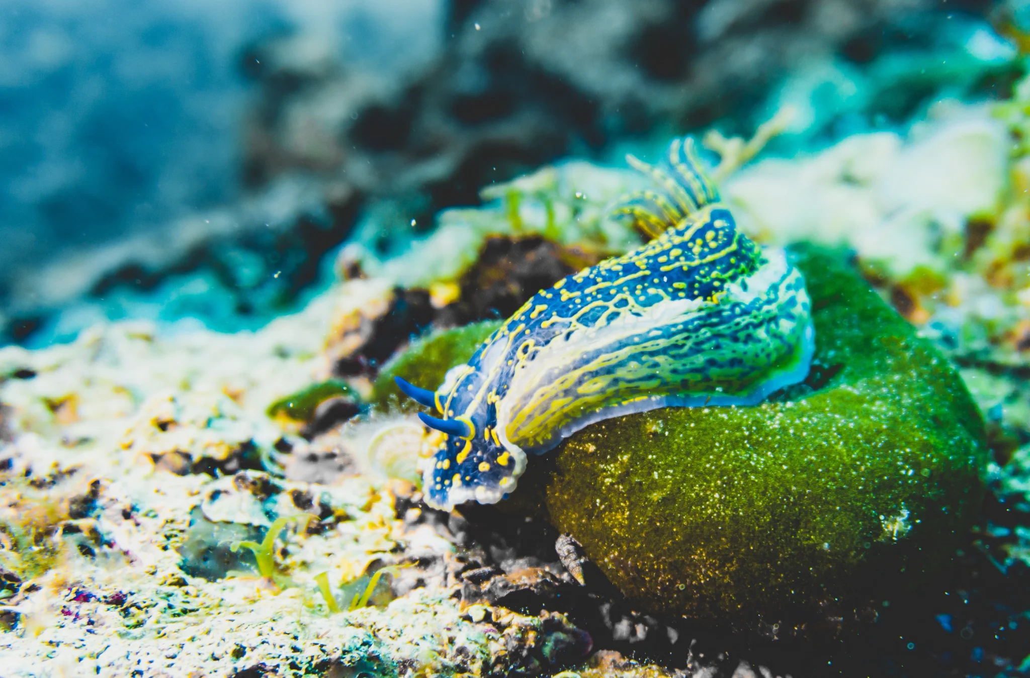 Sea Slug — Pia Berčič