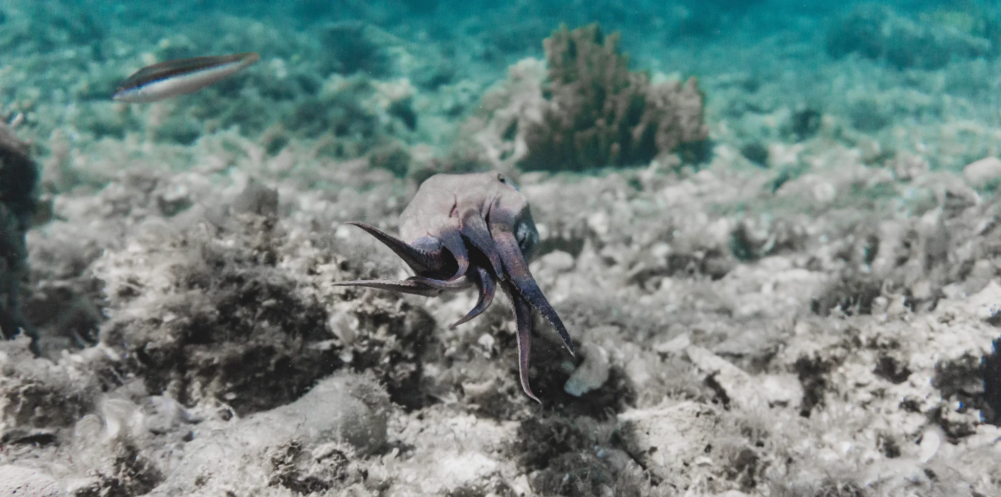 Cuttlefish — Pia Berčič