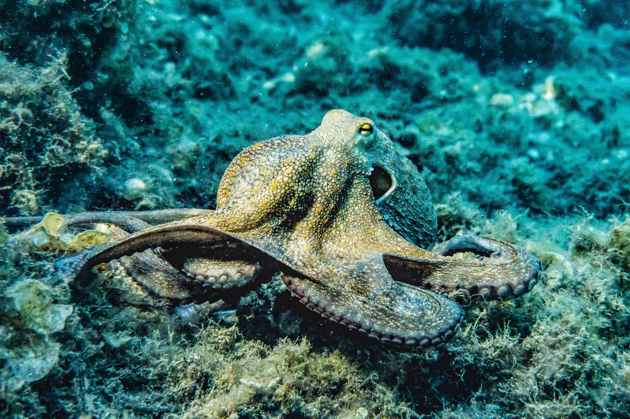 Octopus — Pia Berčič