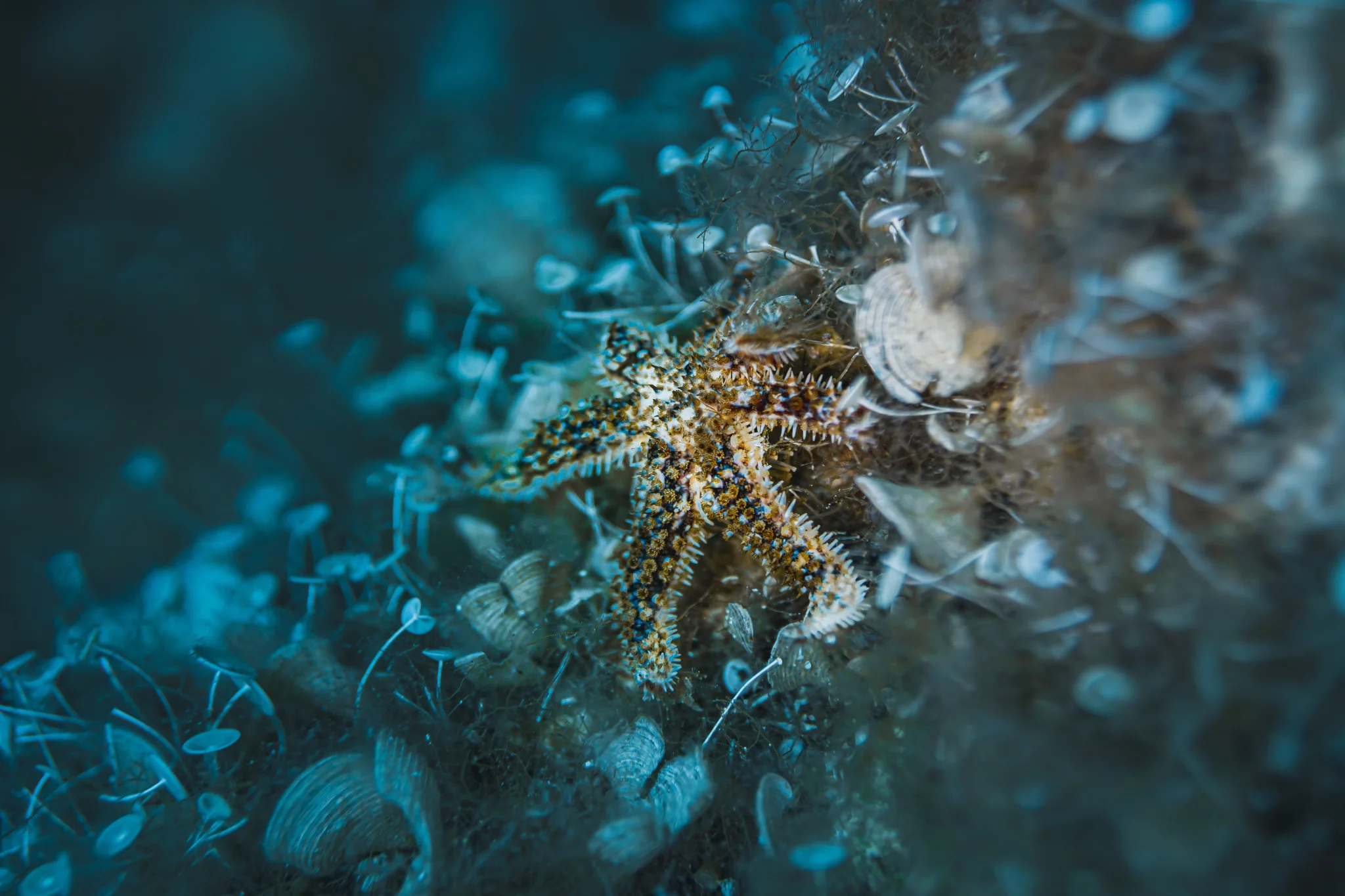 Starfish — Pia Berčič
