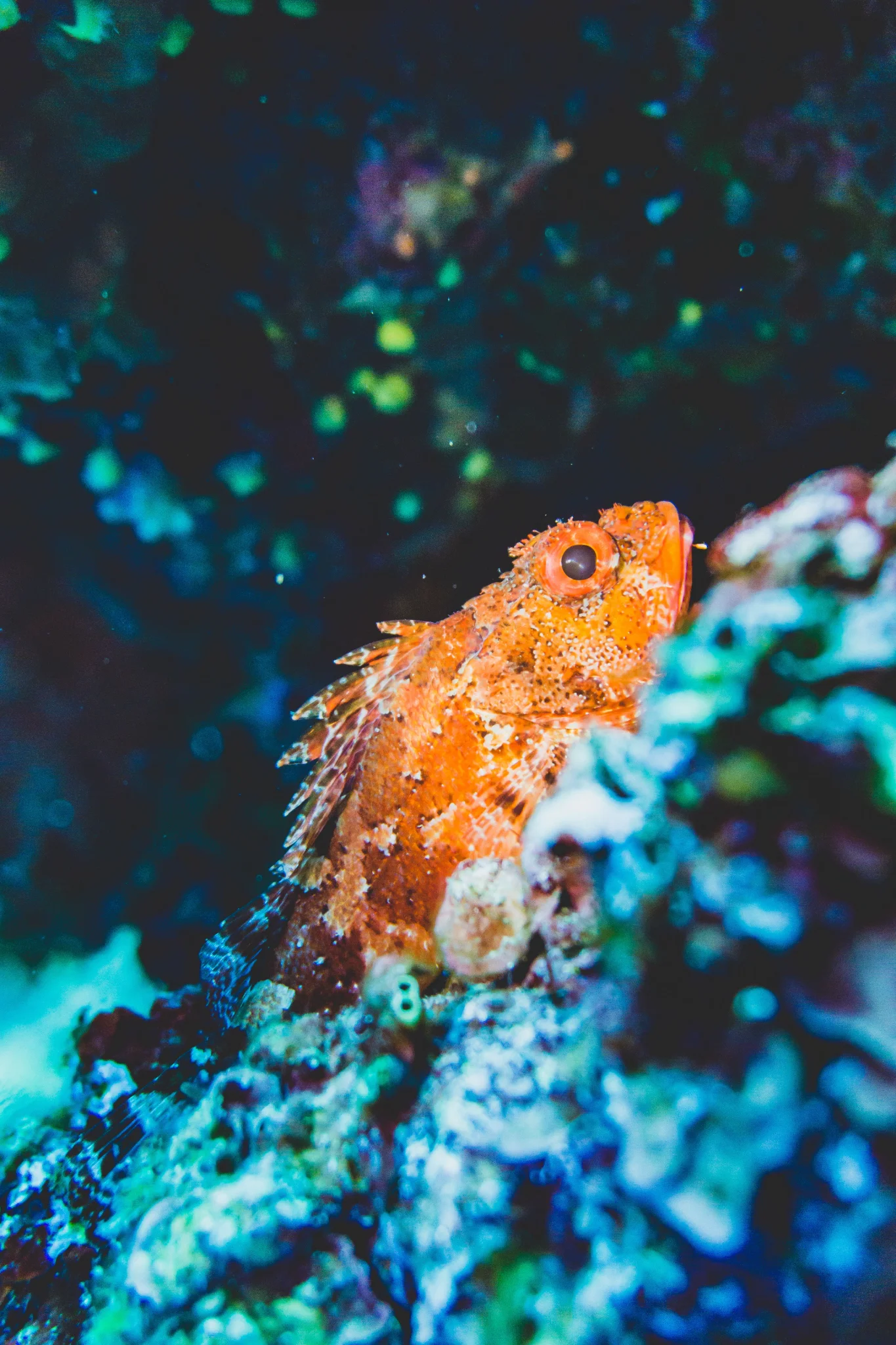 Scorpionfish — Pia Berčič