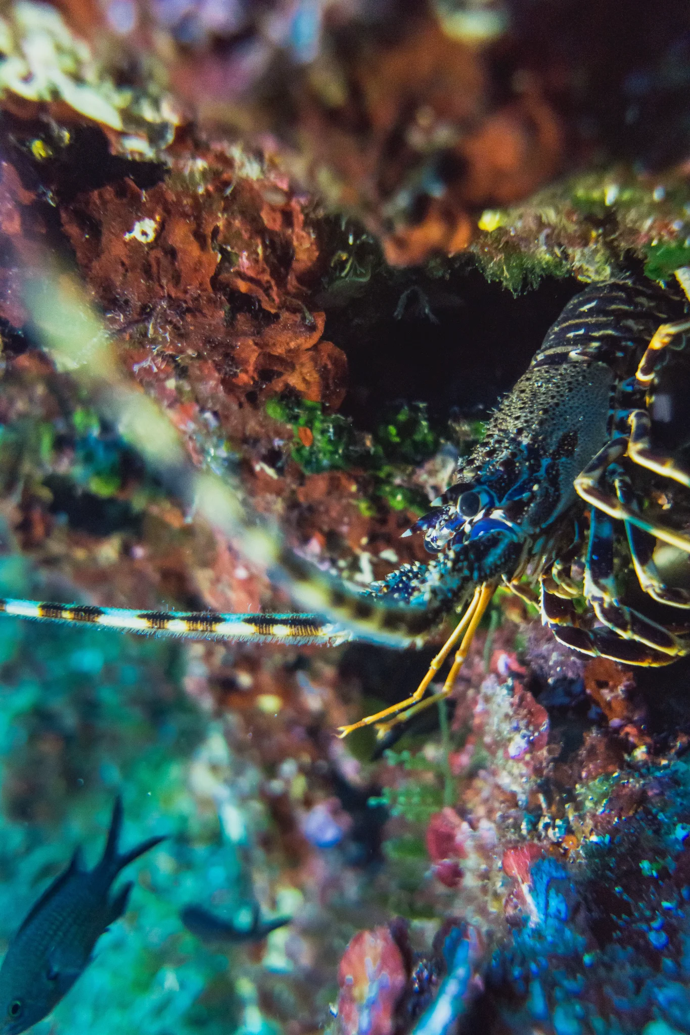 Lobster — Pia Berčič