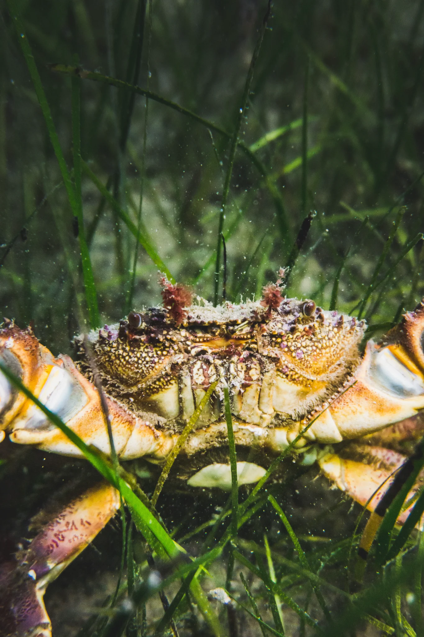 Crab — Pia Berčič
