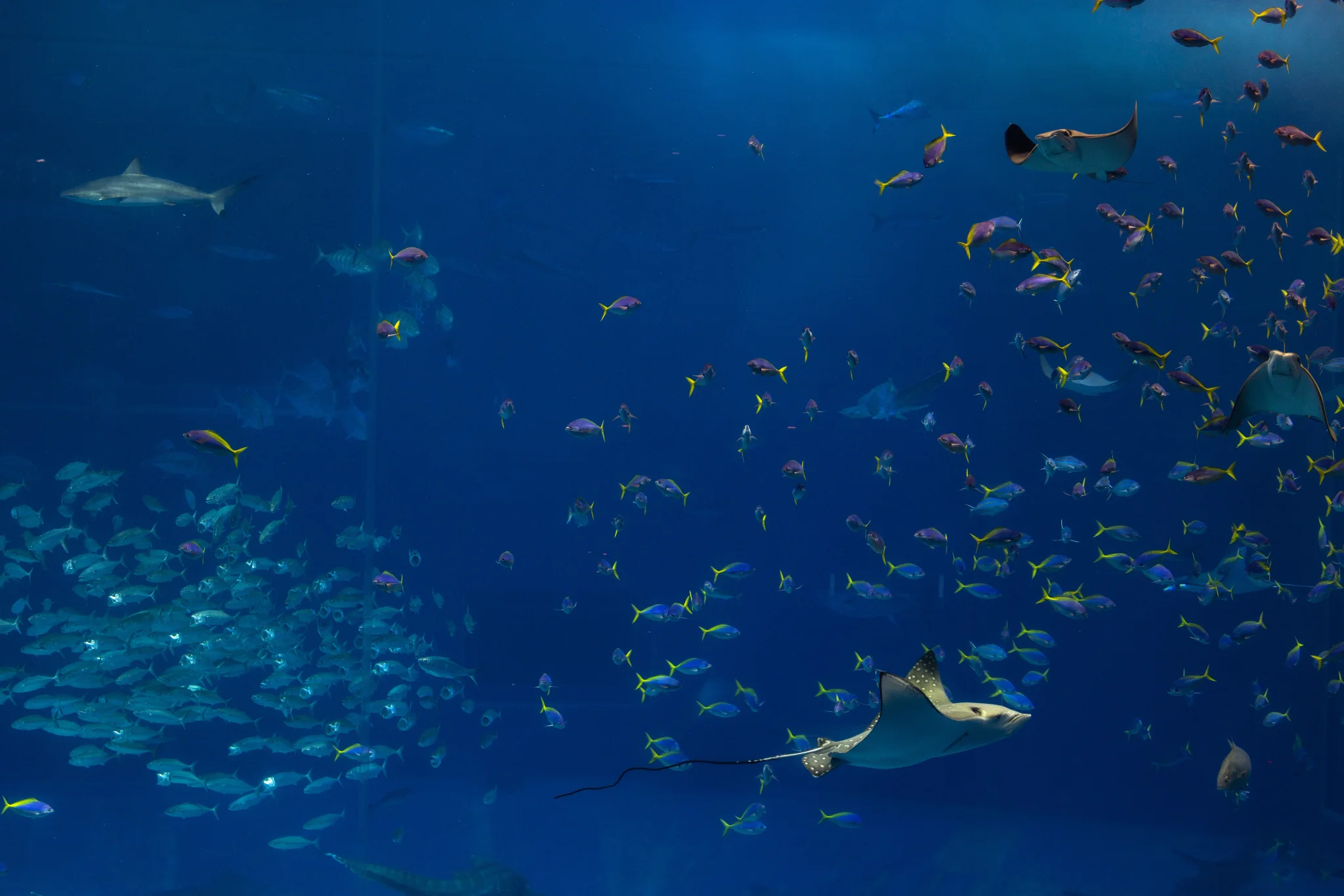 Deep Blue Crowd — Pia Berčič