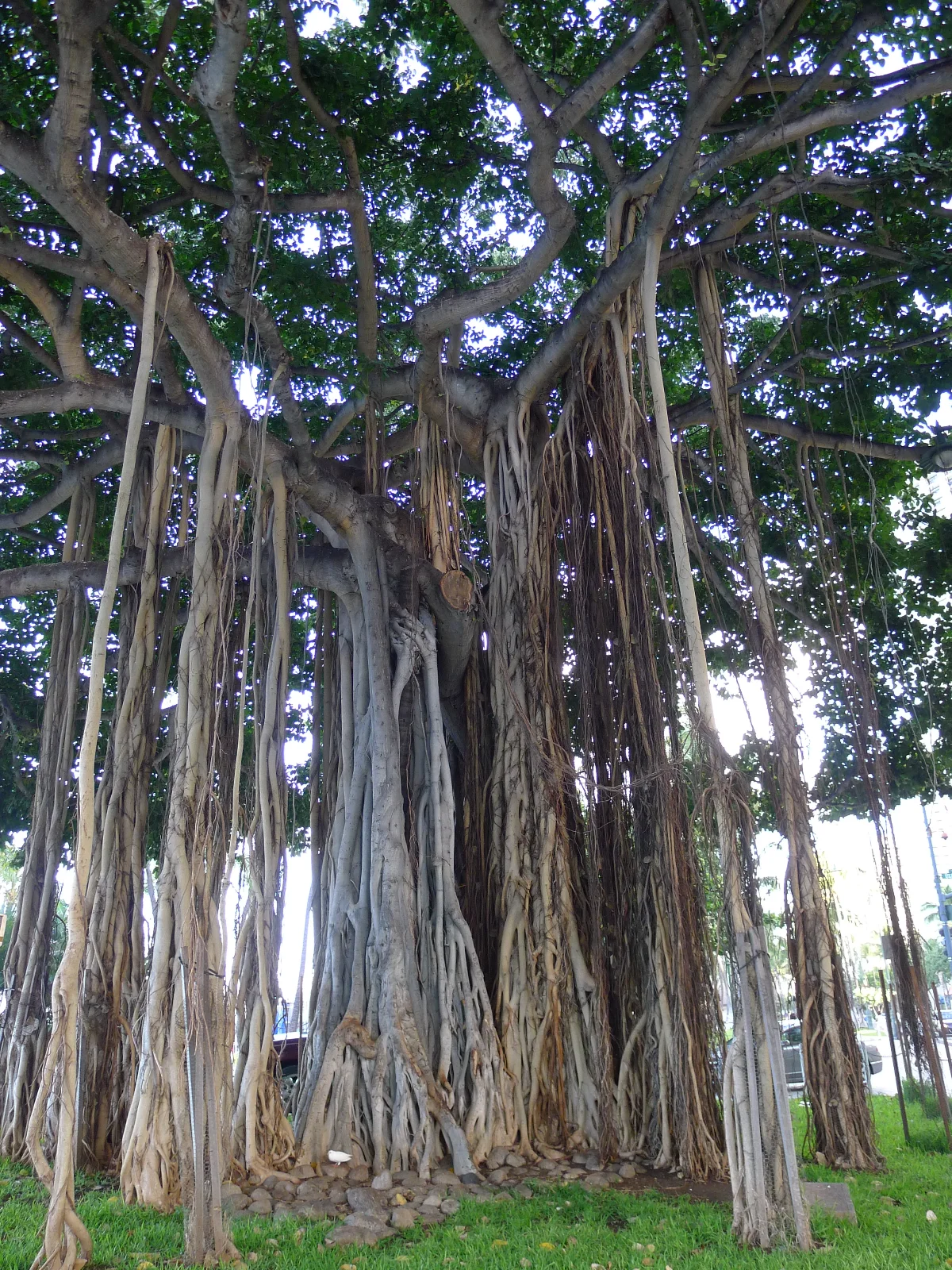 The Banyan — GAM