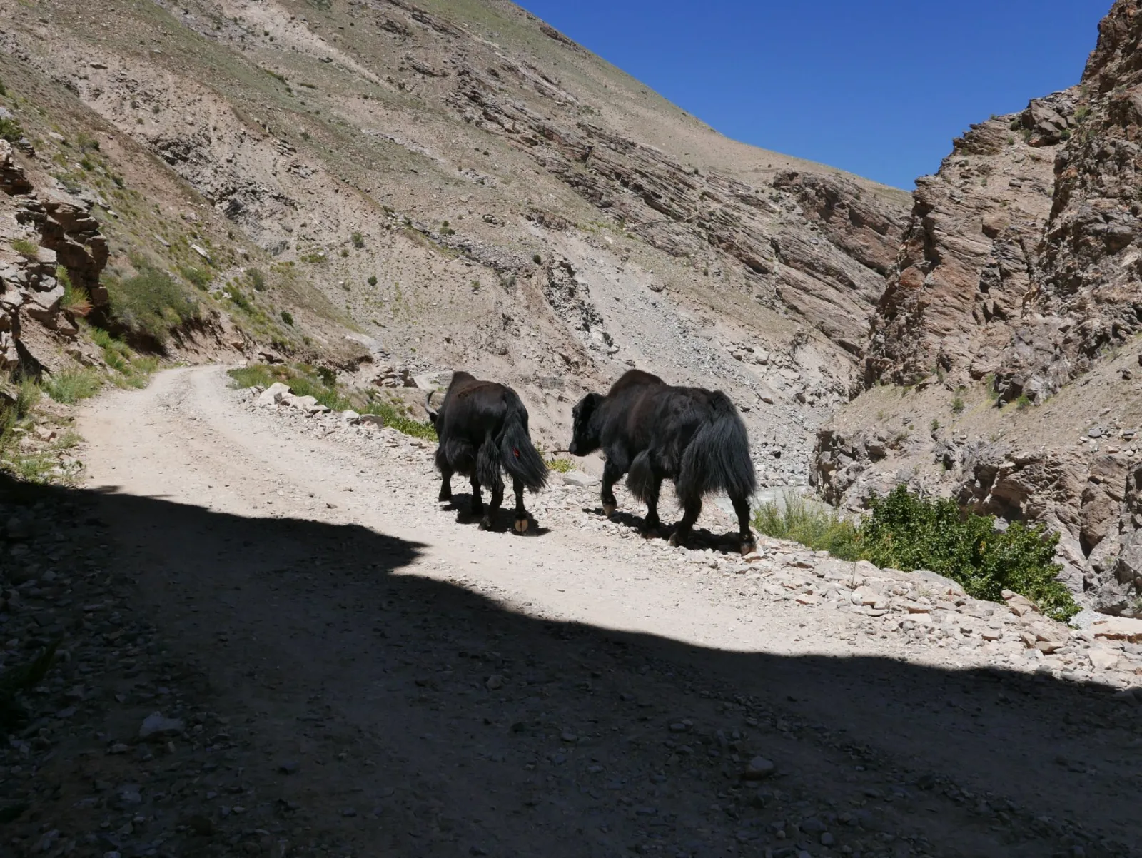 Yaks on the Track — GAM