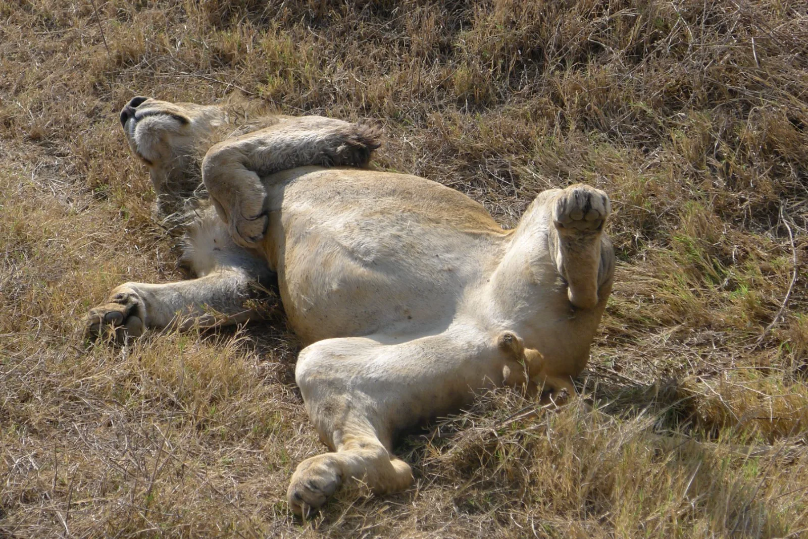 Siesta — GAM