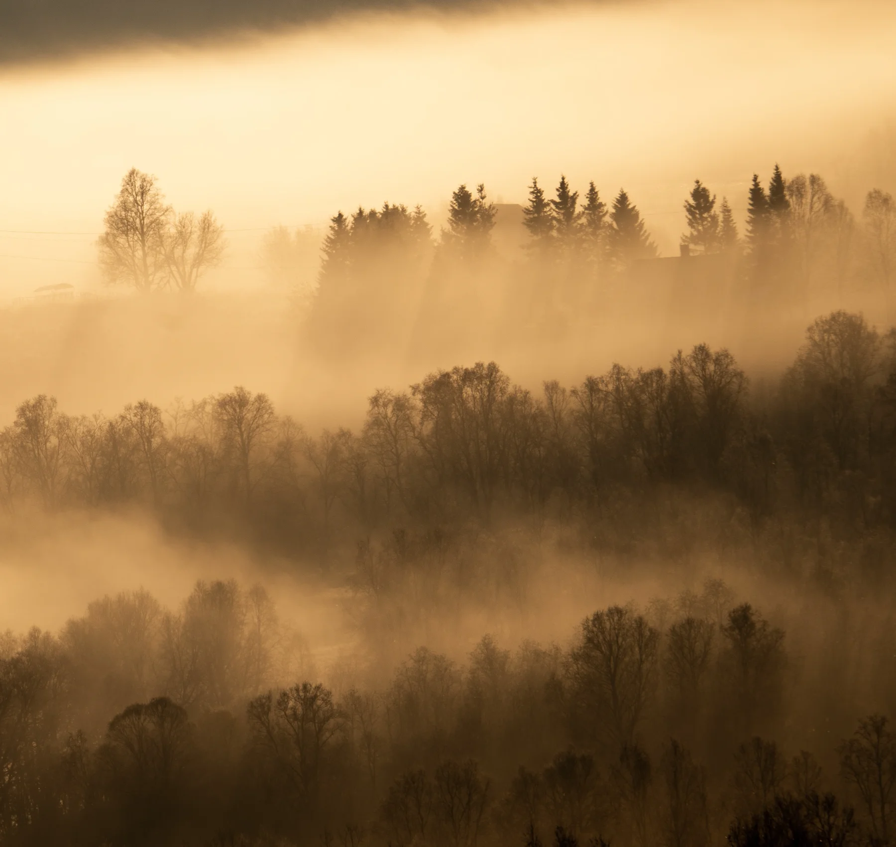 Morning Fog — Tobias Bjørkli