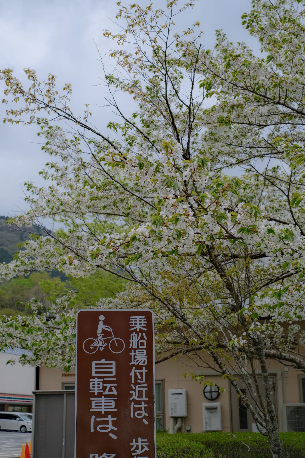 Cherry Blossoms — Vinny Anugraha