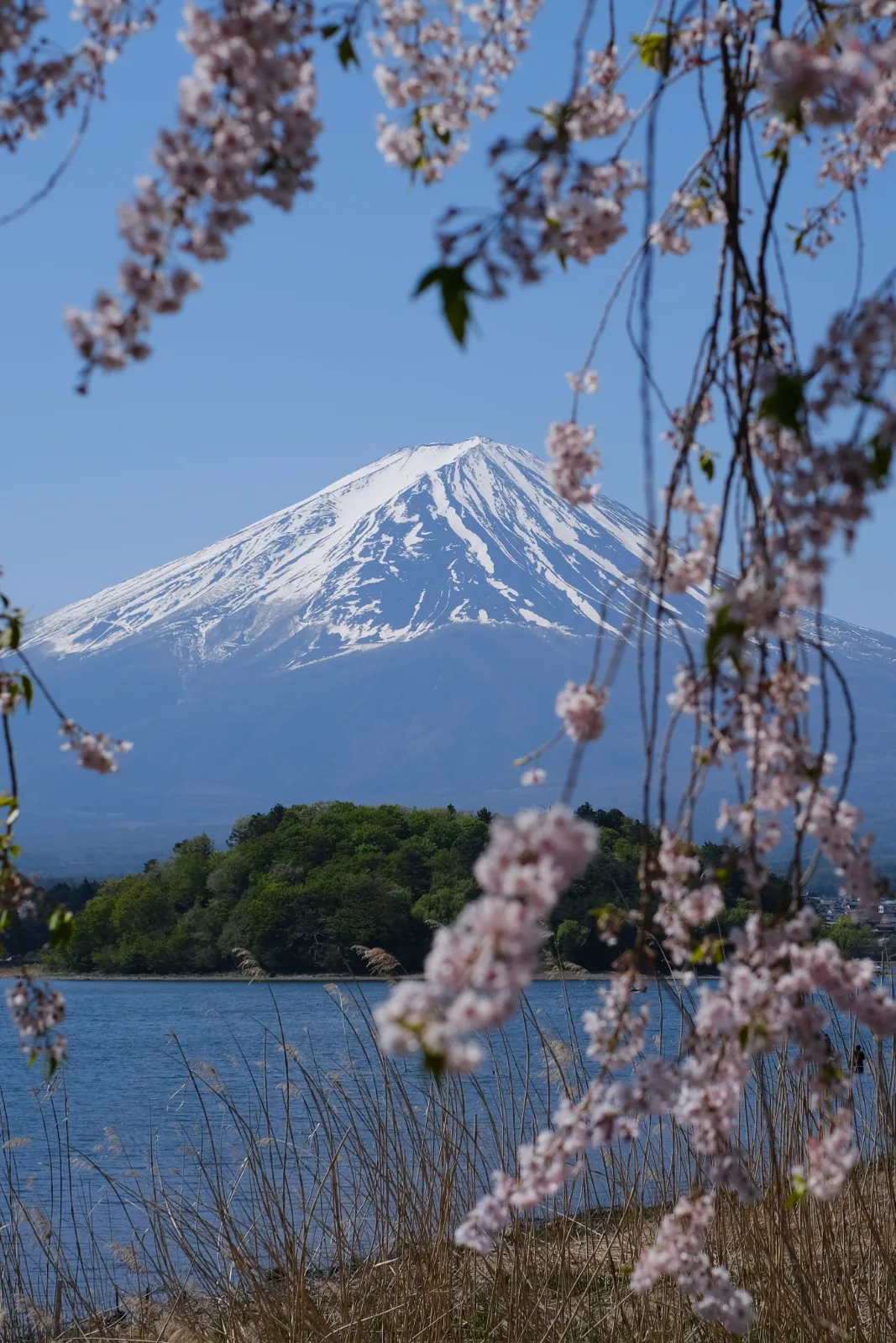 Sakura and Fuji — Vinny Anugraha