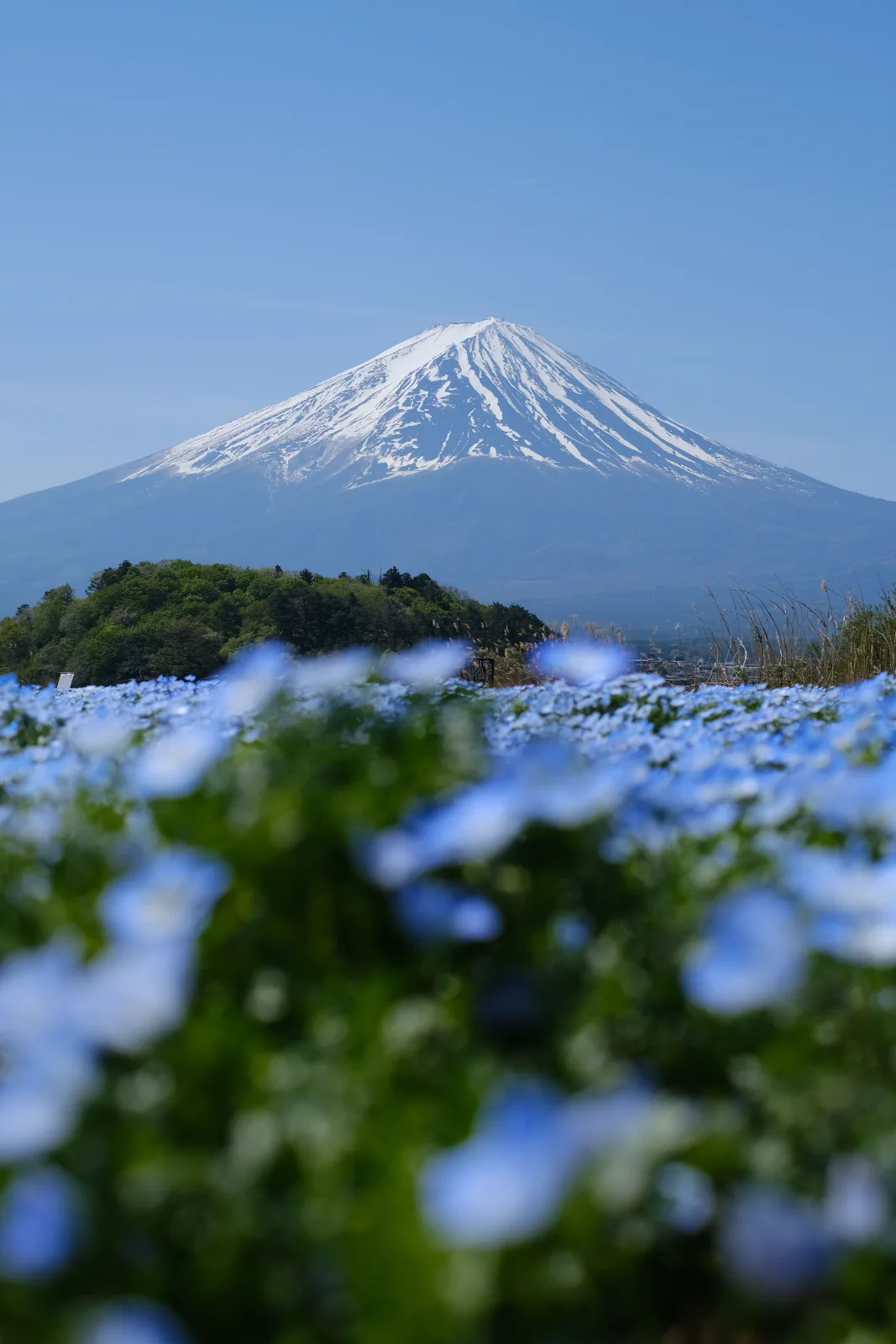 Nemophila — Vinny Anugraha