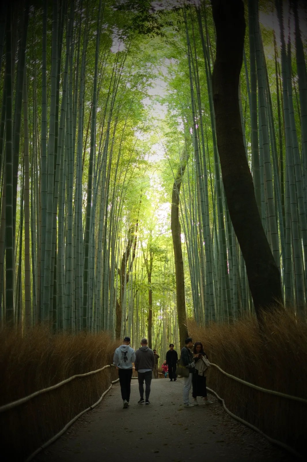 Arashiyama Bamboo Grove — Vinny Anugraha