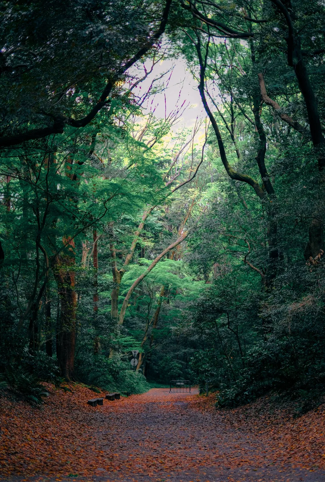 Sacred Forest — Vinny Anugraha